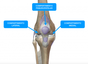 Compartimentos artrose joelho