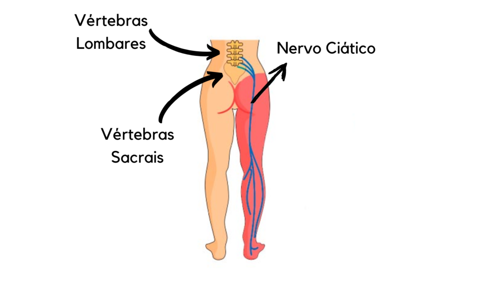 Nervo Ciático inervação