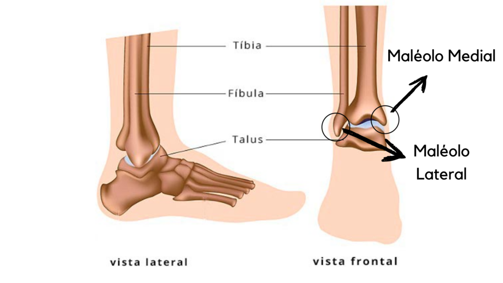 Anatomia do Tornozelo