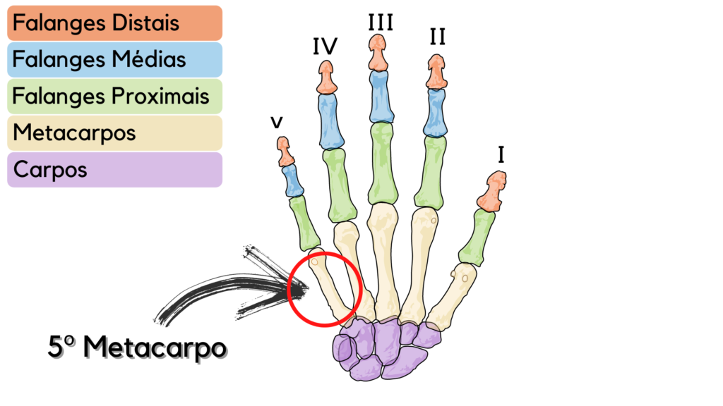 ossos da mão