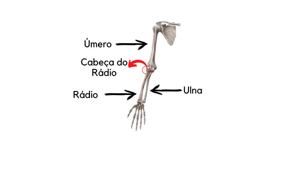 Ossos do braço - Cabeça do Rádio