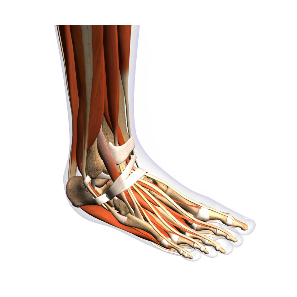 Anatomia do pé