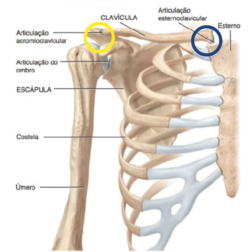 Ossos envolvidos nas lesões da clavícula 
