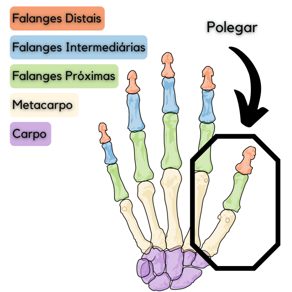 anatomia da Mão - Polegar 